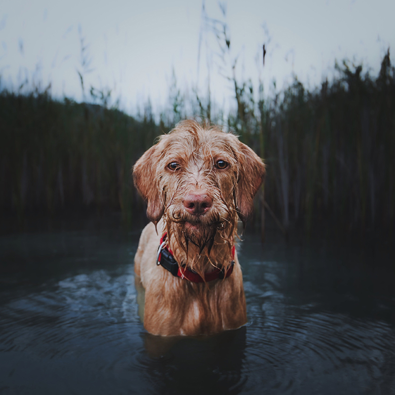 Pet Sitting in Fort Collins