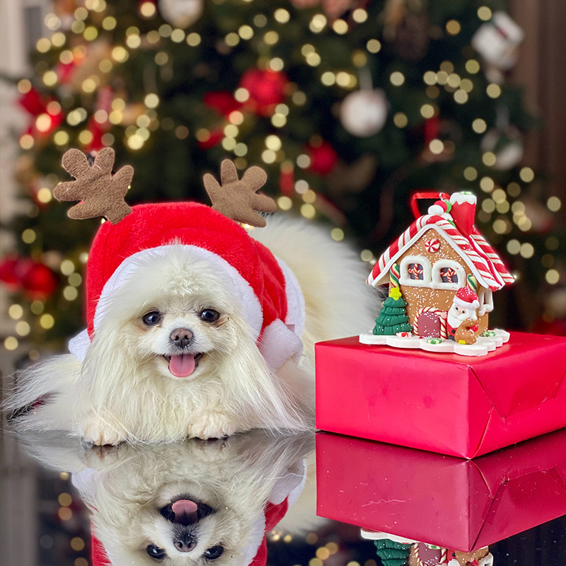 Holiday Pet Service Rates in Fort Collins and Windsor