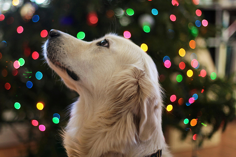 Holiday Pet Service Rates in Fort Collins and Windsor
